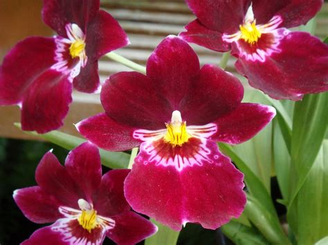 Miltoniopsis Bert Field Orchid Plant Care And Culture Travaldos Blog