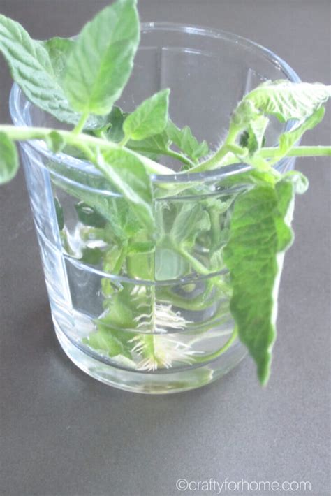 How To Propagate Tomato Plants From Cuttings Crafty For Home