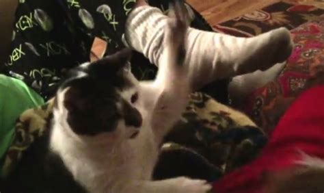 Cat Slap Video Boomsbeat