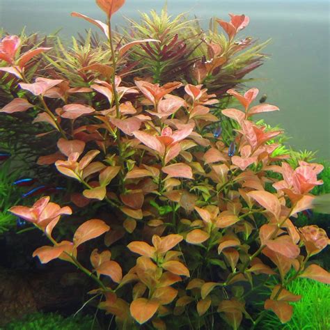 Ludwigia Repens Aquatic Plants Plants Planted Aquarium