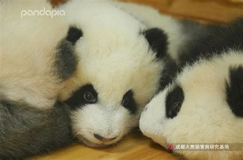 Panda Bear Polar Bear Panda Babies Cats And Kittens Cute Animals