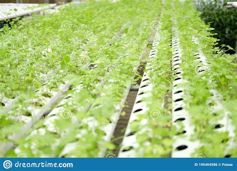 Celery Vegetable Growing In Plant Nursery In Hydroponics Farm Stock