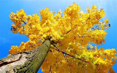 Yellow Maple Tree Autumn Wallpaper 1920x1200 32600