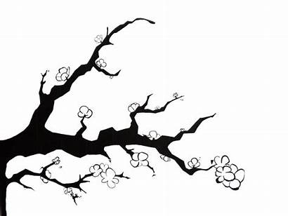 Cherry Blossom Outline Drawing Tree Clipart Branch