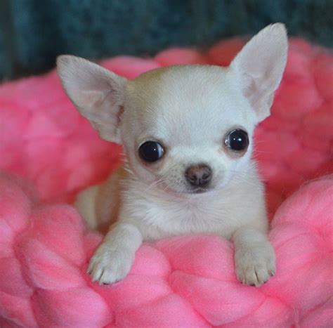 63 Miniature Chihuahua Puppies For Sale Near Me Image