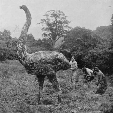 The Top 15 Most Beautiful Extinct Animals | Owlcation