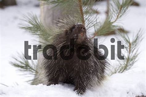 Porcupine In Winter Download People