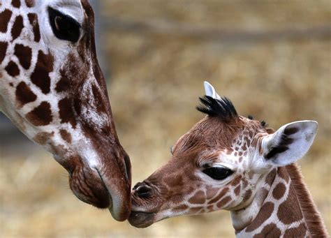 Baby Giraffe Gives Mom A Kiss Picture Cutest Baby Animals From Around
