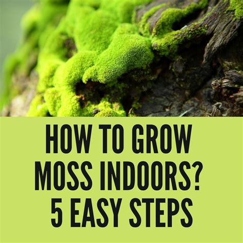 How To Grow Moss Indoors 5 Easy Steps Gardening For You