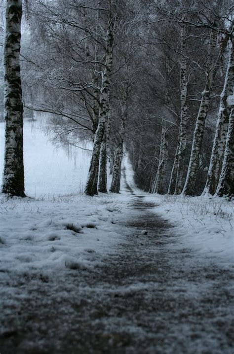 Snow Covered Pathway · Free Stock Photo