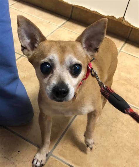 Pet adoption league receives a portion of all sells purchased at grounds and hounds coffee through this link: Second Chance Pet Adoption League - Home | Facebook
