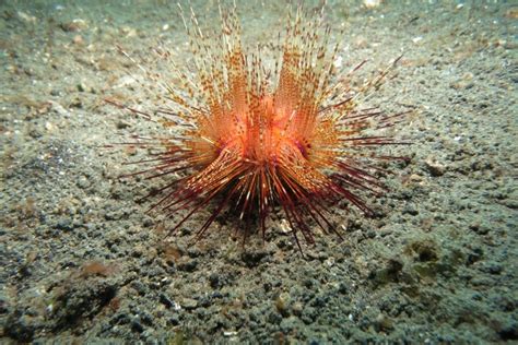 What Do Sea Urchins Eat Diet Facts And Faq Hepper