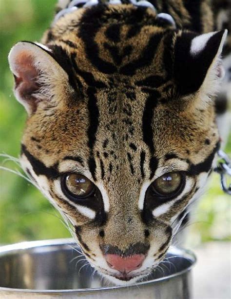 Is the jaguar the largest cat in north america? First ocelot den found in 20 years at wildlife refuge ...