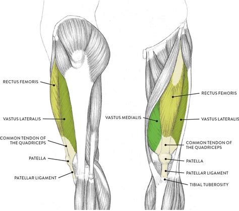 Leg Muscle Diagram Not Labeled 805lab8photos The Quad Muscles