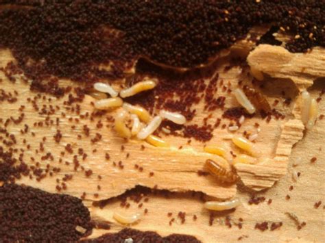 Drywood Termites And Pellets Earths Best Natural Pest Management