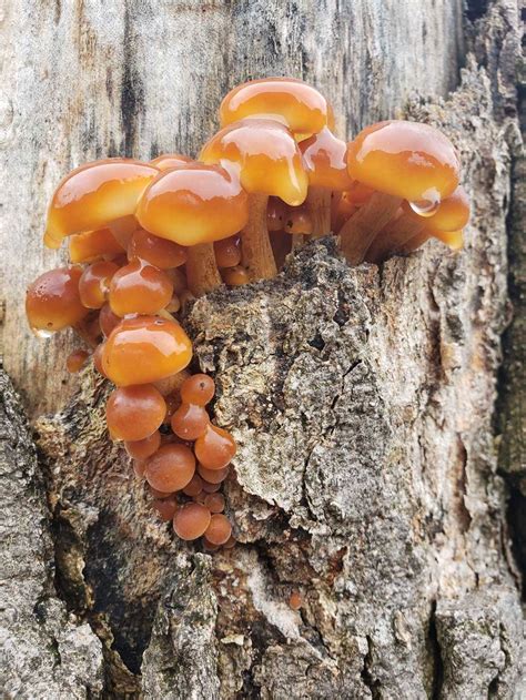 Minnesota Mycological Society A Society For The Study Of Mushrooms