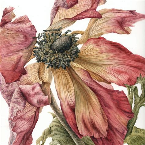 ‎julia Trickey Botanical Watercolor Botanical Art Botanical Painting