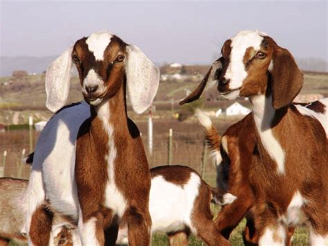 Ini hanyalah sample kambing extraordinary dengan berat 55 kg. Kambing Nubian: Kambing Perah Istimewa dari Afrika | www ...