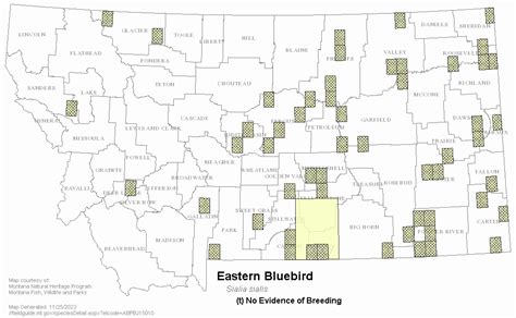 Eastern Bluebird Montana Field Guide
