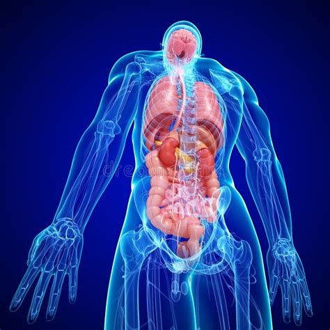 Anatomia Umana Organi Interni