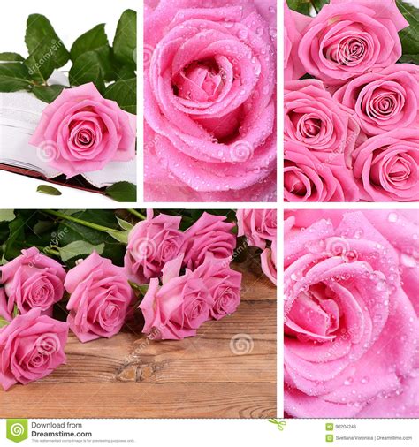 Beautiful Pink Rose With Water Drops Stock Photo Image