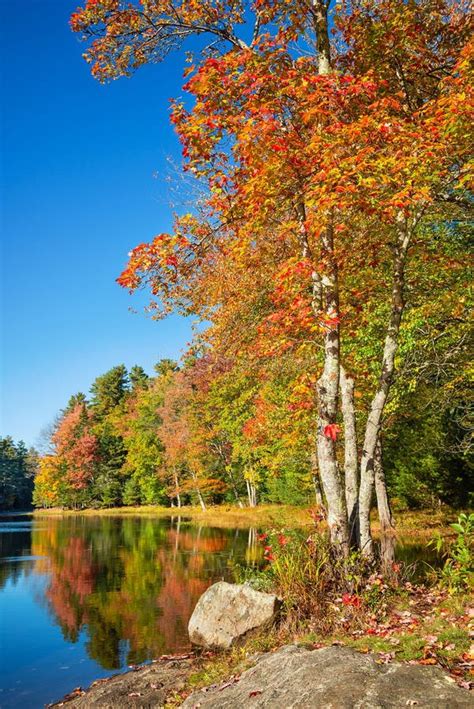 Autumn Foliage Trees By A Lake In New England Stock Photo Image Of