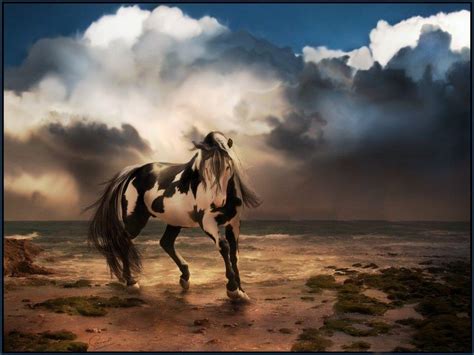 Beautiful Horse Wallpapers Wallpaper Cave