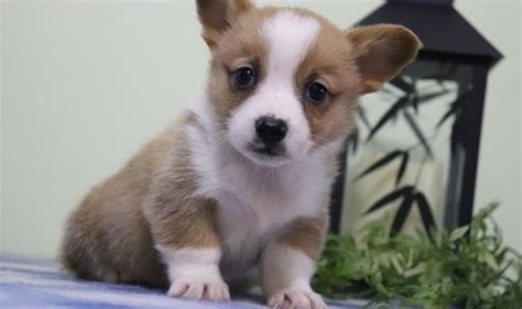 • 1) all submissions should be relevant to eugene/springfield/oregon. Corgi Puppies For Sale | Northeast Portland, OR #286646