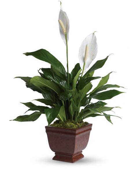 Send flowers and make your buddy feel happy. Best House Plants - ListsForAll.com