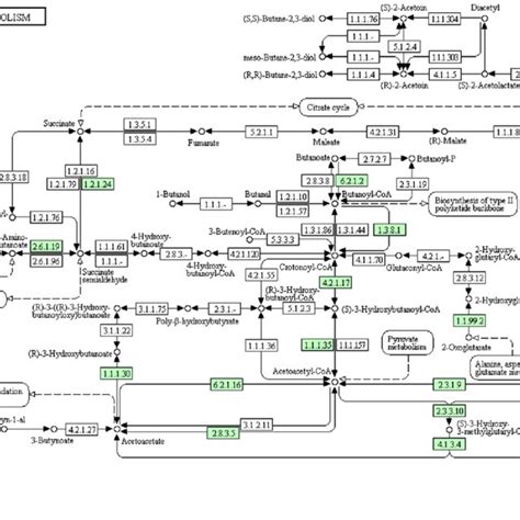 Metabolic Pathways Of Acsm3 Gene 6212 70 Download Scientific