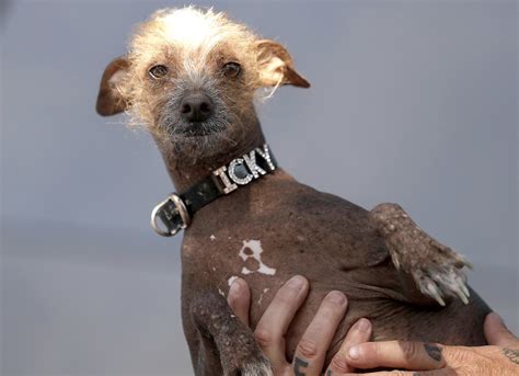 15 Beautiful Ugly Dogs From The Worlds Ugliest Dog Contest
