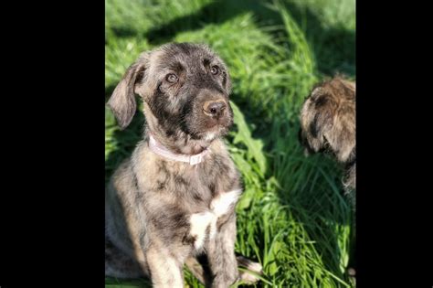 Find 2580 listings of irish wolfhound puppies for sale in ireland near you. Amy Wills - Irish Wolfhound Puppies For Sale - Born on 02 ...