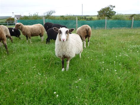 Shearling Rams Young Ewes And Wethers For Sale Shetland Sheep Society