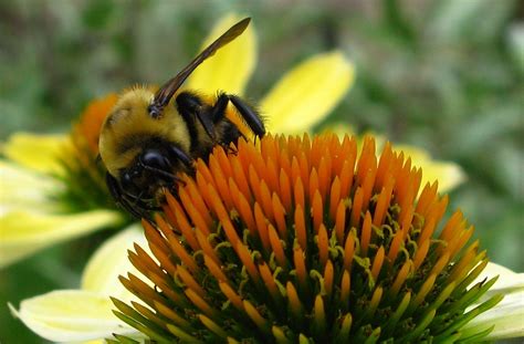 Bumble Bee Yellow Cone Flower Macro Wildlife Free Nature Pictures By