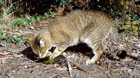 Feral Cats In Australia Government Again In Spotlight For Plan To Kill