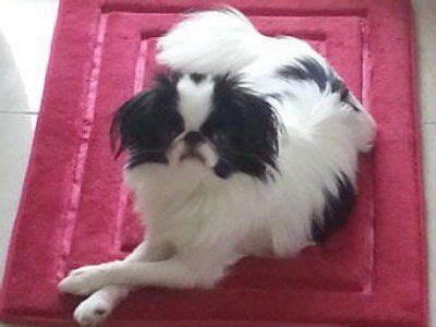Последние твиты от hole2breed (@hole2breed). Pin by Elise on The Cutest Puppies in the World ...