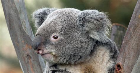 Pair Of Koalas To Be On View At Santa Barbara Zoo Starting April 28