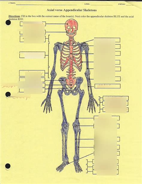 Skeletal Muscular And Nervous System Diagram Quizlet