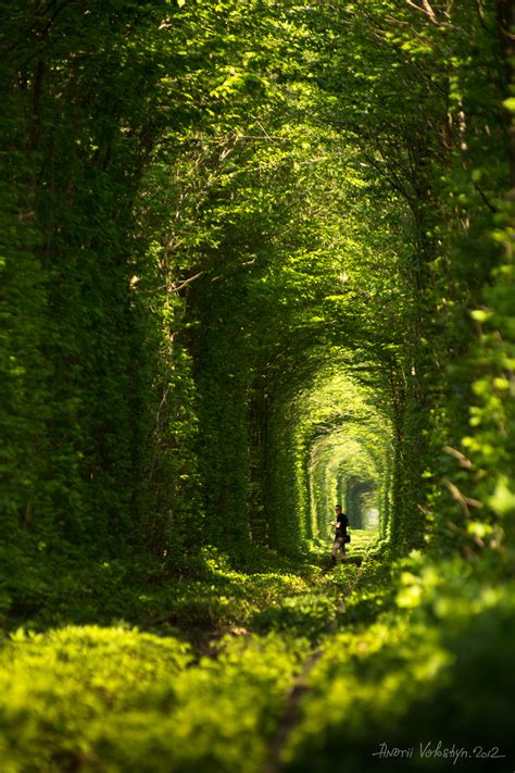 Green Natural Tunnel By Andrii Voloshyn Photo 7379815 500px