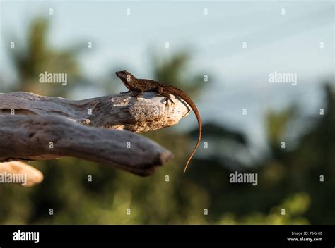 Anole Lizard Habitat Hi Res Stock Photography And Images Alamy