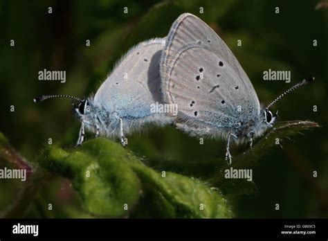 Mating Small Blue Butterflies Stock Photo Alamy