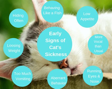 10 Surprising Signs That Your Cat Maybe Sick Pet Wellness Sick