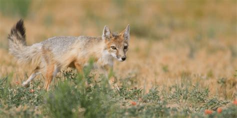 Saving The Swift Fox Took Swift Action The National Wildlife