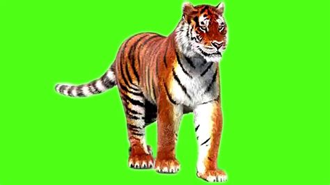 tiger Green screen background || green screen video || tiger green screen || green screen ...