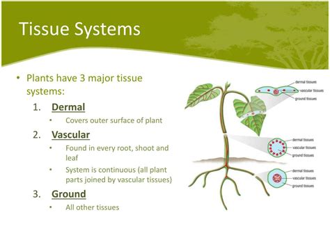 Ppt Plant Systems Part Ii Powerpoint Presentation Free Download Id
