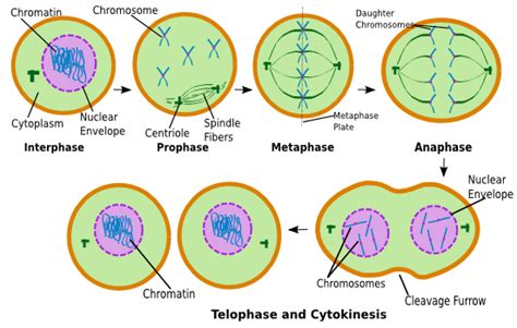 Maybe you would like to learn more about one of these? Cell Nucleus Division; Cell Nucleus Division Phases ...