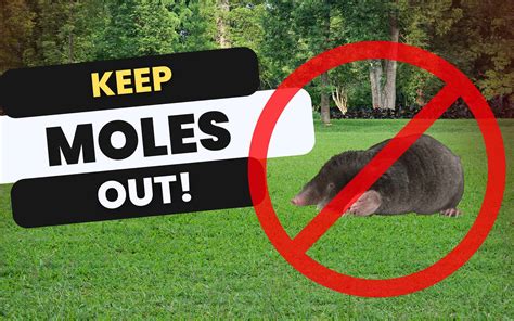 Discover 6 Smells That Moles Hate To Keep Them Out Of Your Yard A Z