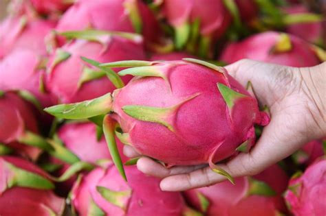 Dragon fruit is an exotic cactus that is found in asia, mexico, and parts of south america. How to Pick a Ripe and Sweet Dragon Fruit | Tasteful Space