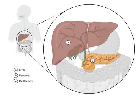 Liver Pancreas And Gallbladder Biorender Science Templates