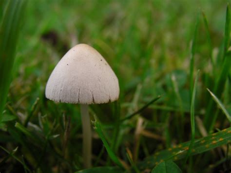 Liberty Caps Mushroom Hunting And Identification
